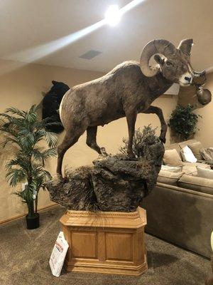 Kemper's Taxidermy