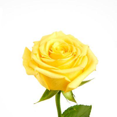 Super Sun Yellow Rose