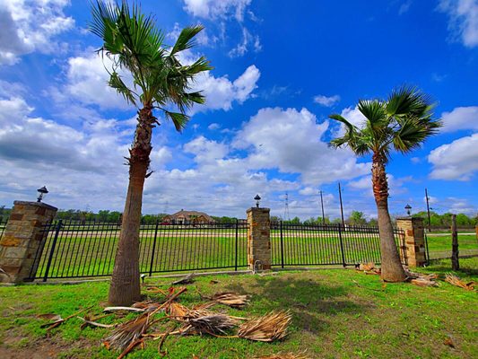 Palm trimming