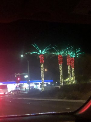 The best palm trees ever