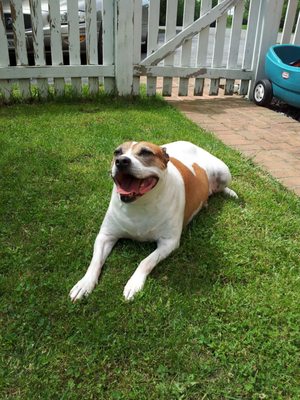 Big PitBull smile! The sweetest dog in the world. RIP baby girl.