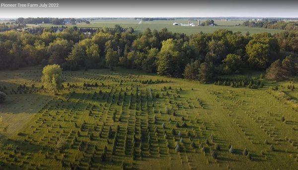 The north field, Pioneer Tree Farm.