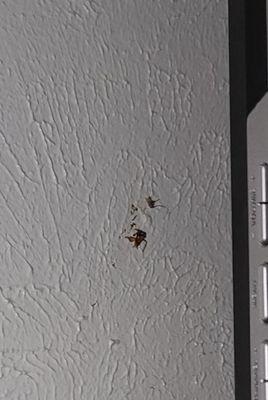 dead smashed roach stuck to the wall