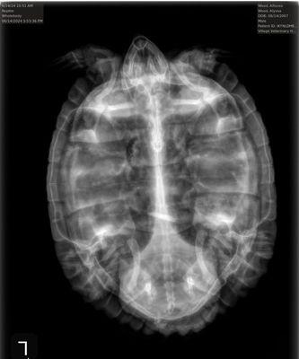 Xray of my turtle