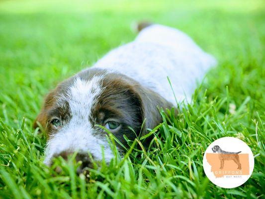 Griffons Out West sells Wirehaired Pointing Griffon puppies in Belgrade, Montana.