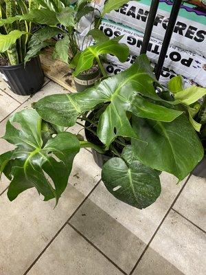 10" monstera - $79 without tax