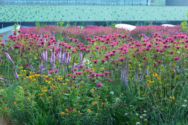 Meisner + Associates project - Mercy Hospital West Green Roof