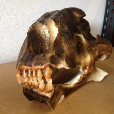 Fossil skull on sale