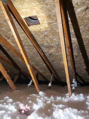 Mold in the attic near insulation