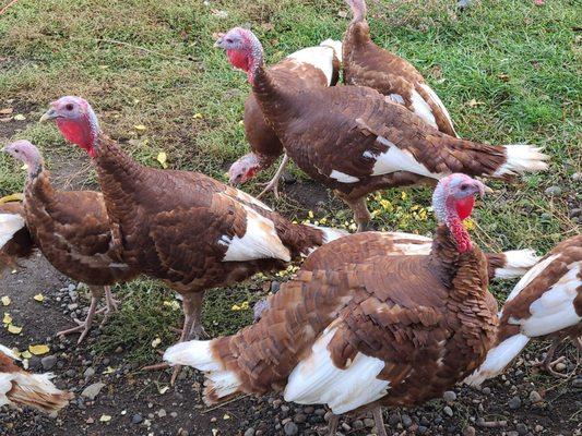 Bourbon Red Turkeys