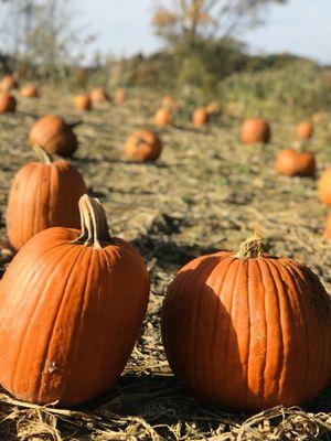 Pumpkin patch!