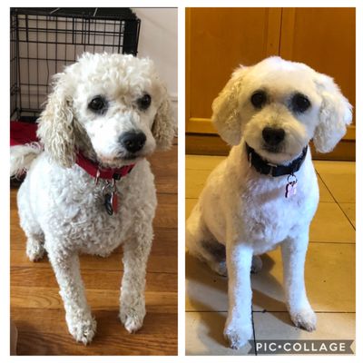 This is Fiona when we first adopted her and second photo is after her most recent grooming.