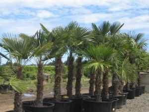 windmill palm trees  start at $12 - ft.1--6ft. $350.