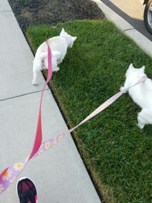 Bella and angle so good on there walk.