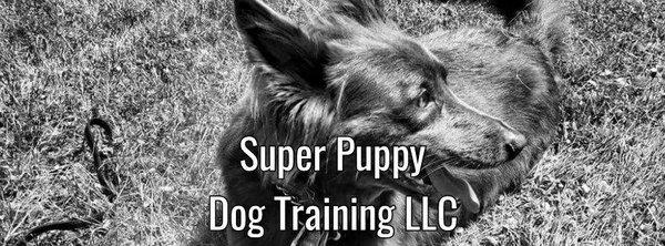 Super Puppy Dog Training