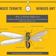 TERMITE OR ANT ?