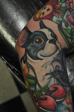 Boston Terrier by Dean