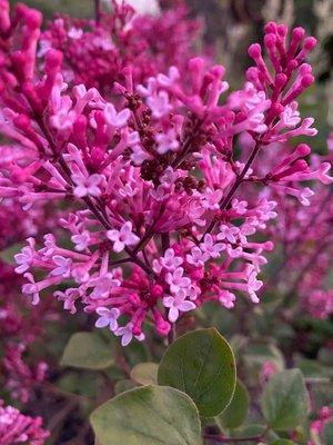 Lilac in Bloom