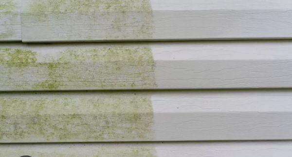 Before and after of algae growth on vinyl siding of home