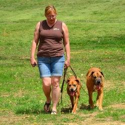 Heel with two dogs.