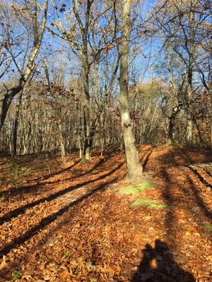 Trails are marked with white paint