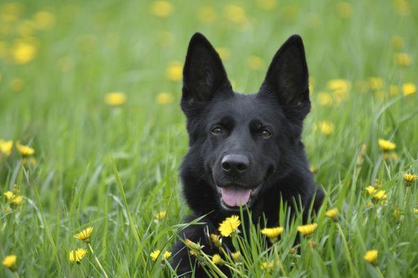 We are also German Shepherd breeders, home of von der Nordsee GSD. We strive to produce healthy & beautiful family pets.