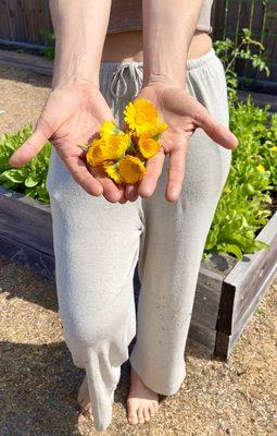 calendula grown and harvested locally for our annual seasonal skincare launch