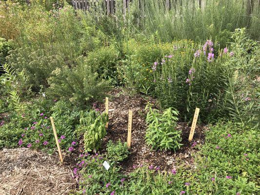 Pollinator Garden