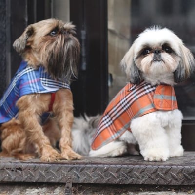 Them boys lookin' mighty fresh in signature plaid rain slickers by #CanineStyles.