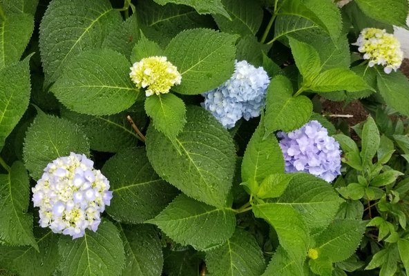 Planting flowers