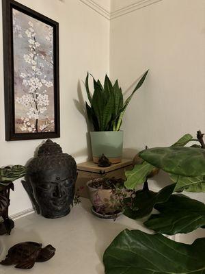 Happy snake plant that I recently repotted because it finally was breaking out of its original pot.