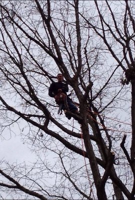 Side trimming a tree the bucket wouldn't reach .