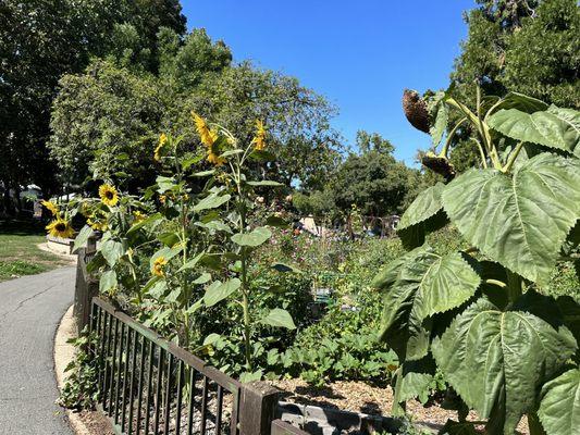 They have a nice garden here with everything because people don't mess it up.