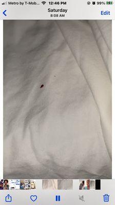 bed bug that the owner said i was lying about