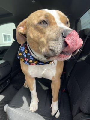 Savannah after her wash at Grateful Dogs Groomer