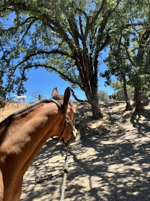 Our gelding pasture is huge, shaded, and fun