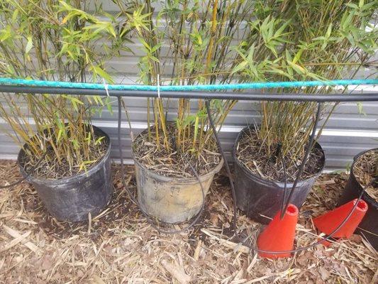 The irrigation system used here to keep bamboo healthy and hydrated