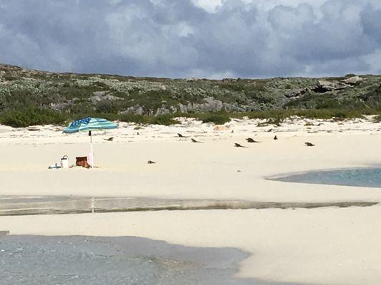 Iguanas enjoying the sun in Exumas