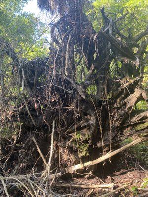 Underside of tree