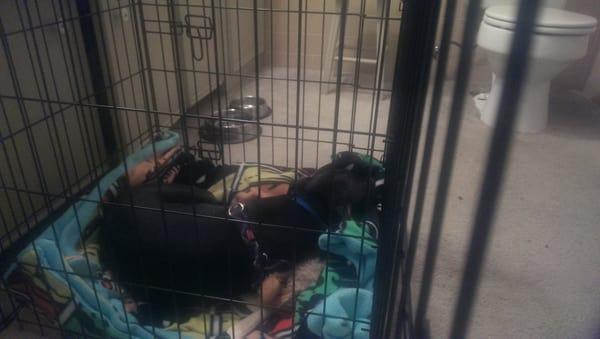 Passed out in his kennel after Happy Mailman, a tired dog is a good dog!