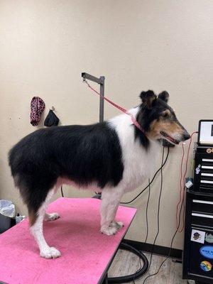 Rough Collie hand scissor trim up