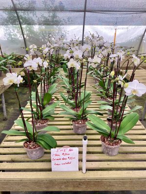 1 stem for $20 or 2 stem for $25 white orchids