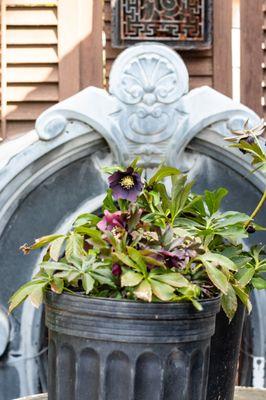 Antique French architectural salvage gets a new purpose in the garden. We specialize in plants from Annie's Annuals that do well in our area