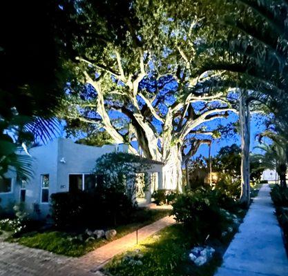 Banyan tree trimmed by Bartlett