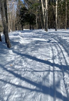 Pretty tracks deep in the woods