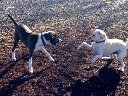 Happy Hounds Doggie Day Care