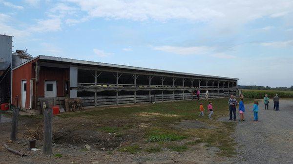 Marwell Dairy Farm