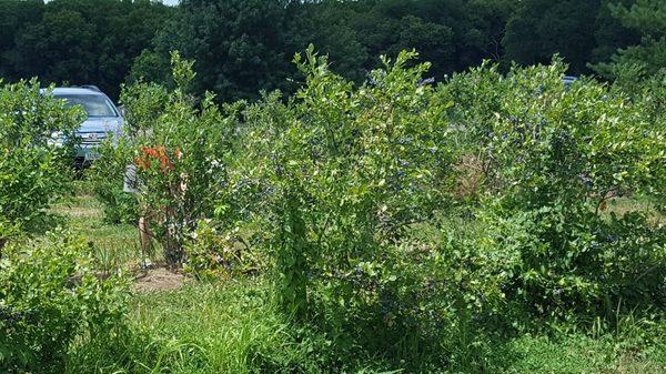 Rows and rows of blueberries