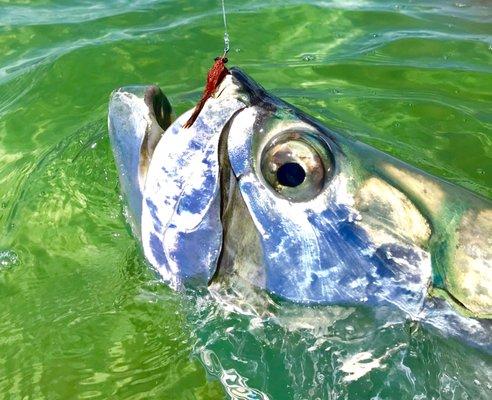 baby tarpon on fly