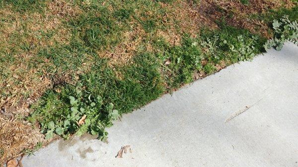 Sample of weeds and dead grass throughout the complex.